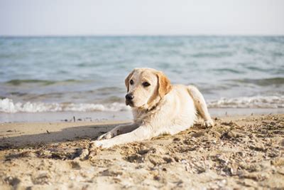 Dog-Friendly Places And Attractions To Go | Petplan