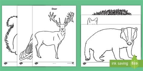 Woodland Animals Colouring Pages Primary Resources