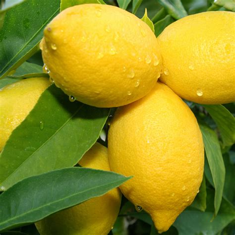 Lemon Verbena Eo And Fo Blend 715 Wholesale Supplies Plus