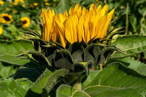 Sunflower Michael Flickr