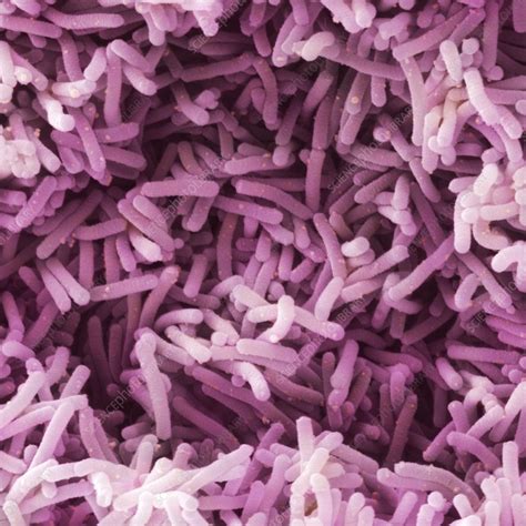 Lactobacillus Casei Shirota Bacteria Sem Stock Image C0150761