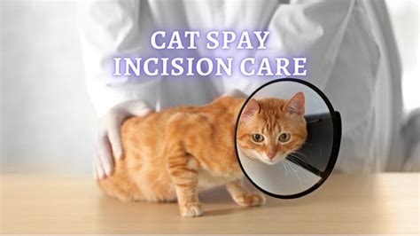 Cat Spay Incision Normal Healing Process And Care Vet Advice