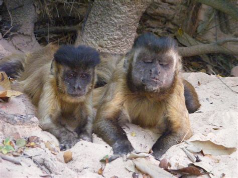 11 Mischievous Facts About Capuchin Monkeys Mental Floss