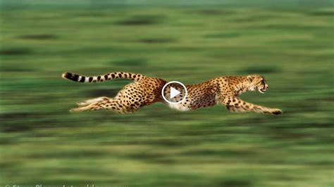 The Best Is The Cheetah The Fastest Land Animal References Peepsburghcom