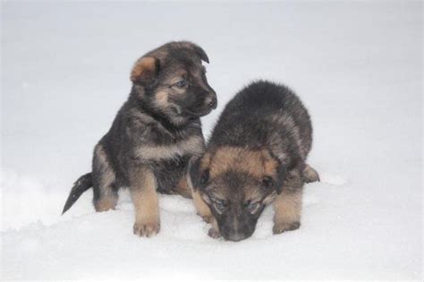 5 Week Old German Shepherds For Adoption For Sale In Congress Lake Ohio Classified