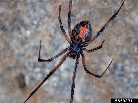 Widow Spider Latrodectus Menavodi Araneae Theridiidae 5569231