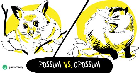 Opossum vs. Possum—Is It the Same Animal? | Grammarly