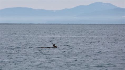 Off British Columbia A Deer Meets Killer Whales In The