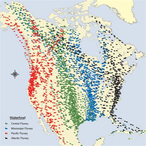 Flyways Map Birds Follow Migratory Routes Called
