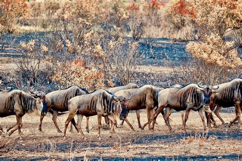 Wildebeests On Charred Grass Wildebeest Migration Susan Jane