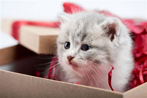 Closeup Of Little Cute Fluffy Grey Kitten Sitting In Decorated