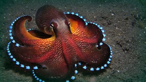 The Maldives Octopuses Youtube