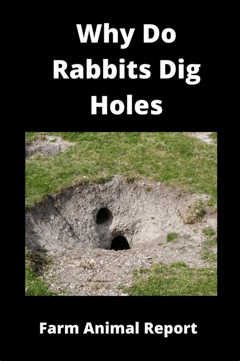 Why Do Wild Rabbits Dig Holes In The Groundwatch