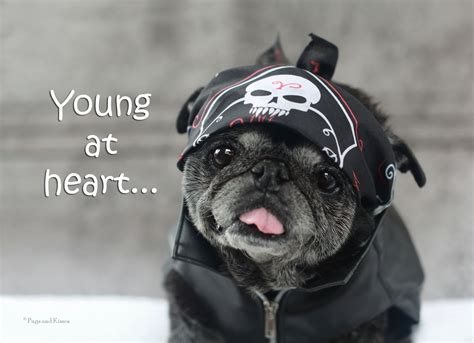 Funny Birthday Card Happy Birthday Card Young At Heart Pug Getting