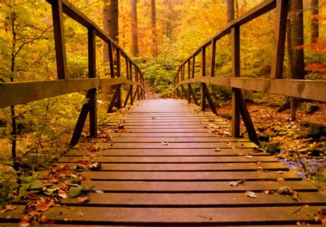 Wooden Bridge Forest Autumn Leaves Hd Nature 4k