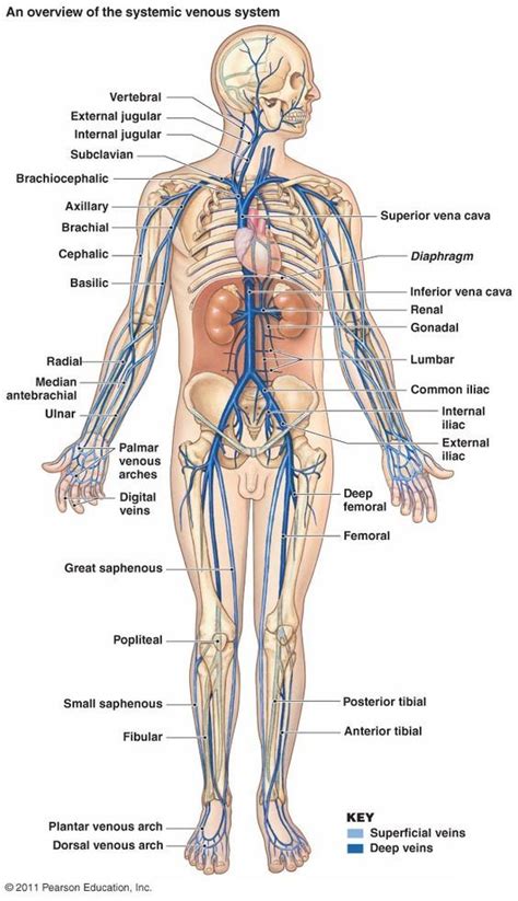 Arteries are usually positioned deeper within the body. Major Veins | Human anatomy and physiology, Medical ...