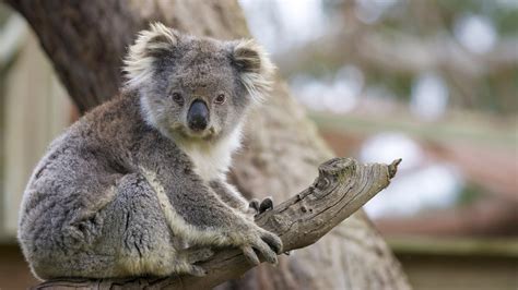 Koala San Diego Zoo Animals And Plants