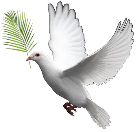 Domestic Pigeon Columbidae Doves As Symbols Clip Art Doves Png