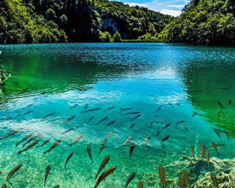 Beautiful Turquoise Lake In Plitvice National Park