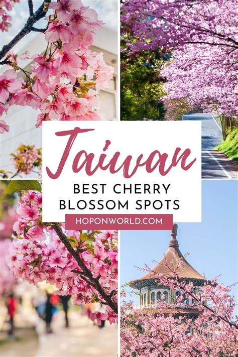 Looking For The Best Places To See Cherry Blossoms In Taiwan Here Are