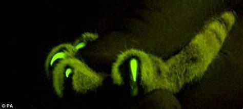The Animal Zone Glow In The Dark Cats Gene That Lights Up Under Green