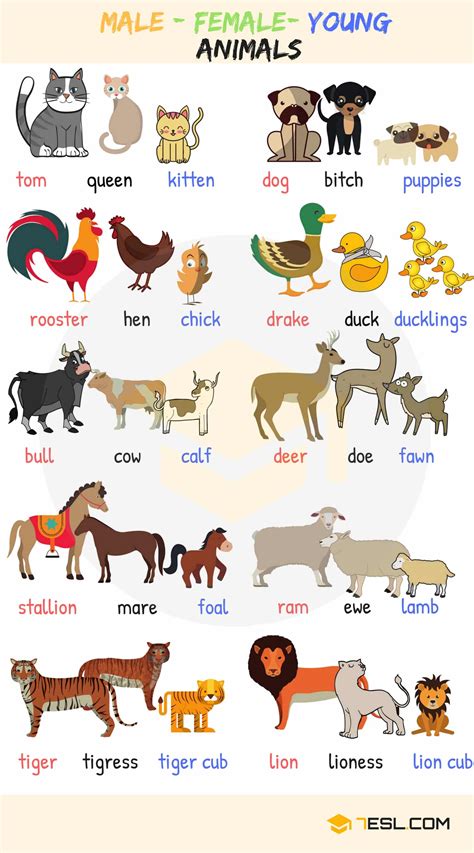 Useful Animals Vocabulary From 7esl Teaching English Fluent Land