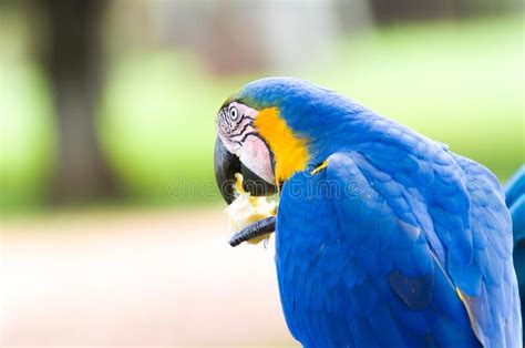 Beautiful Blue And Yellow Macaw Ara Ararauna In The Brazilian Wetland