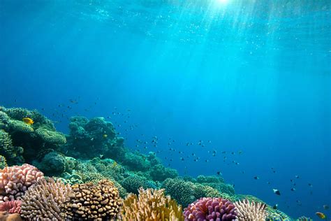 Global Warmings Evil Twin Ocean Acidification Save Life