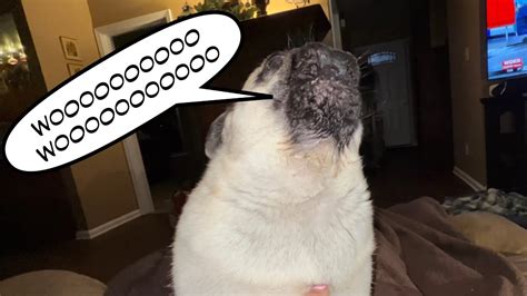 Early Morning Pug Howling Youtube