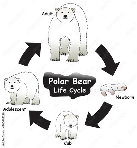 Polar Bear Life Cycle Infographic Diagram Showing Different Phases And