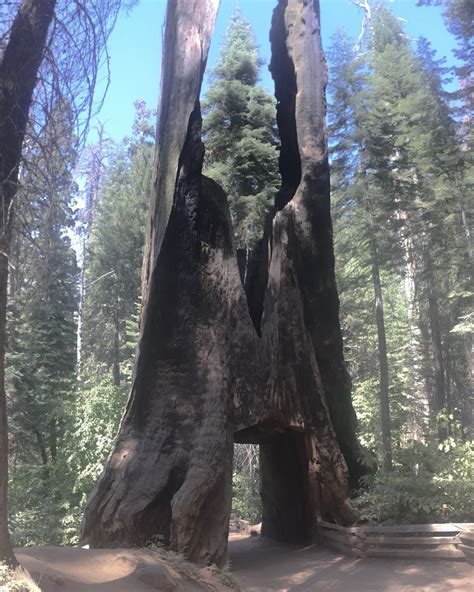 Giant Dead Tunnel Tree At Tuolumne Grove Trailhead Yosemite National