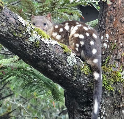 Sunshinecoastbirds Spotted Tailed Quoll First Confirmed Sunshine
