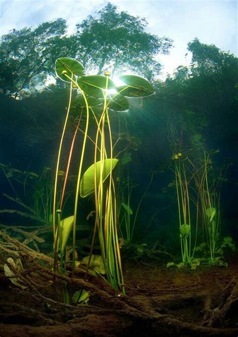 Water Lillie S Underwater Plants Underwater Images Underwater