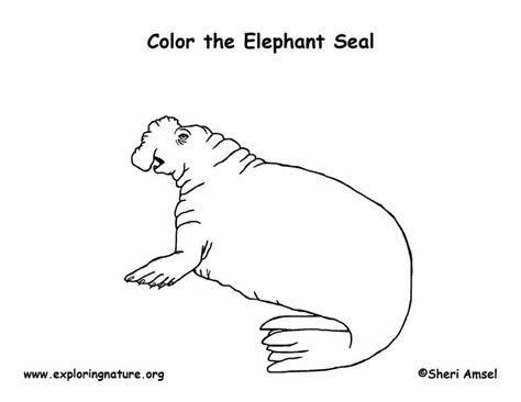 Free printable arctic polar animals to color and use for crafts and animal learning activities. Elephant Seal Coloring Page