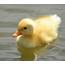 TheA  Photography Fluffy Duck