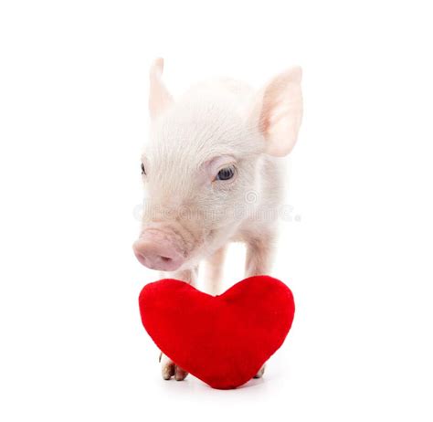 329 Happy Cute Pig Heart Stock Photos Free And Royalty Free Stock