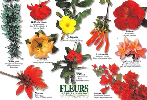 Flore De La Réunion Habiter La Réunion