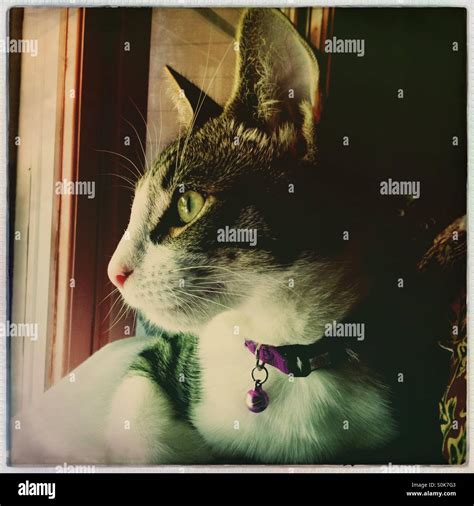 Tabby And White Kitten Gazing Out Window Stock Photo Alamy