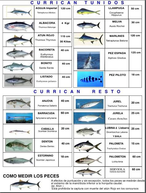 calendario de pesca por especies mediterraneo surfcasting pesca información