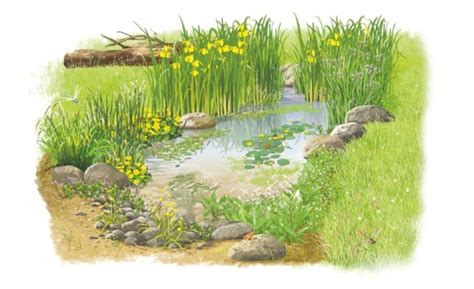 How To Make A Wildlife Pond Discover Wildlife