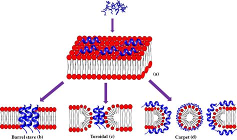 Schematic Representation Of Interaction With The Bacterial