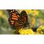 Iowa Launches Plan To Save Threatened Monarch Butterflies
