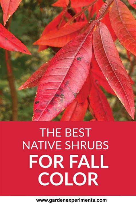Best Native Shrubs For Fall Color Fall Colors Shrubs Color