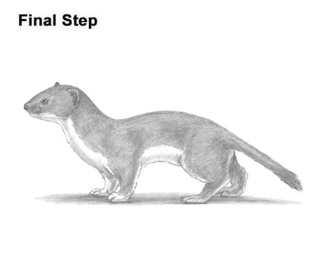 How To Draw A Weasel Video And Step By Step Pictures