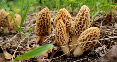 The 10 Best Places to Find Morel Mushrooms