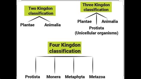 Lecture 8 Class Xi Ch 2 Biological Classification Four Kingdoms Classification Youtube