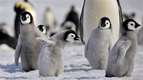 Penguins international is dedicated to penguin conservation and research to help understand the issues that penguins face and how we can join together to protect the future of these amazing. Heartbreaking... thousands of baby penguins have died in ...