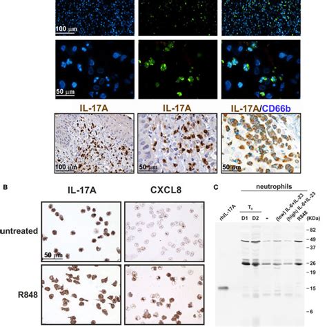 Staining Human Neutrophils By Anti Il 17a Af 317 Na Polyclonal