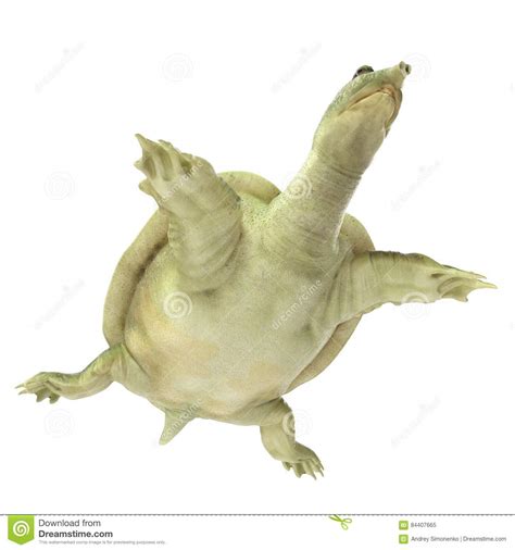 The chinese softshell turtle1 (pelodiscus sinensis) is a species of softshell turtle that is endemic to china (inner mongolia to hainan), with records of escapees—some of which have established introduced populations—in a wide range of other asian countries, as well as spain, brazil and hawaii. Chinese Softshell Turtle On White. 3D Illustration Stock ...
