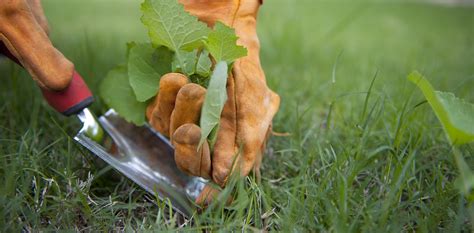 Top Tips For Removing Weeds Oversixty